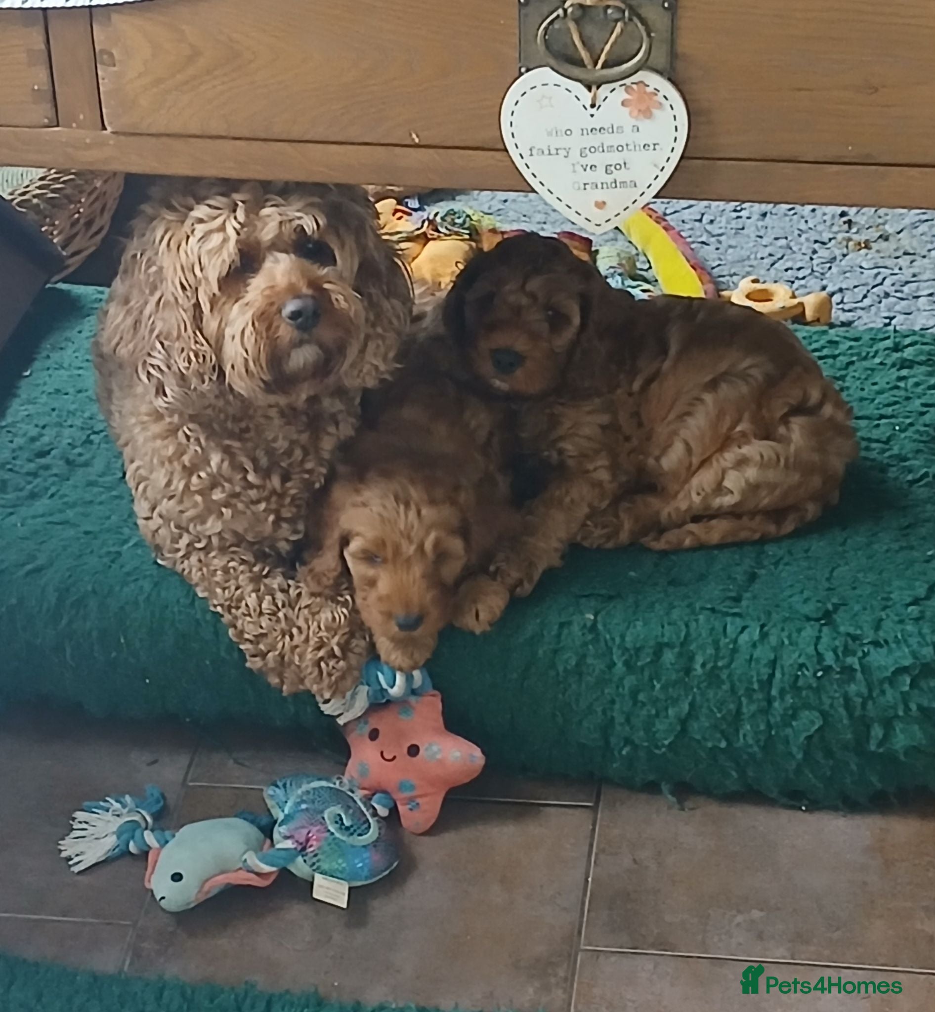 Cockapoo dogs F2 Cockapoos  - Advert 1