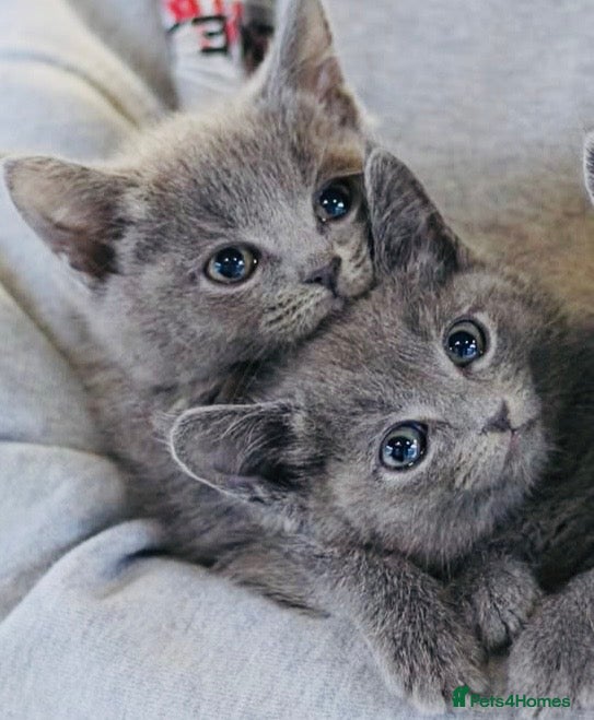 Russian Blue cats Super Stunning Russian blue kittens ready now - Advert 6