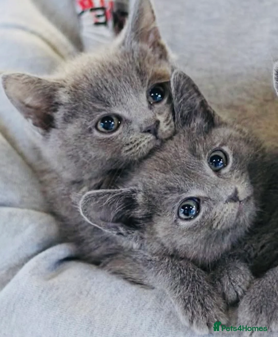 Russian Blue cats for sale: Super Stunning Russian blue kittens ready now in Caldicot - Advert 1