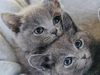 Russian Blue cats Super Stunning Russian blue kittens ready now - Advert 2