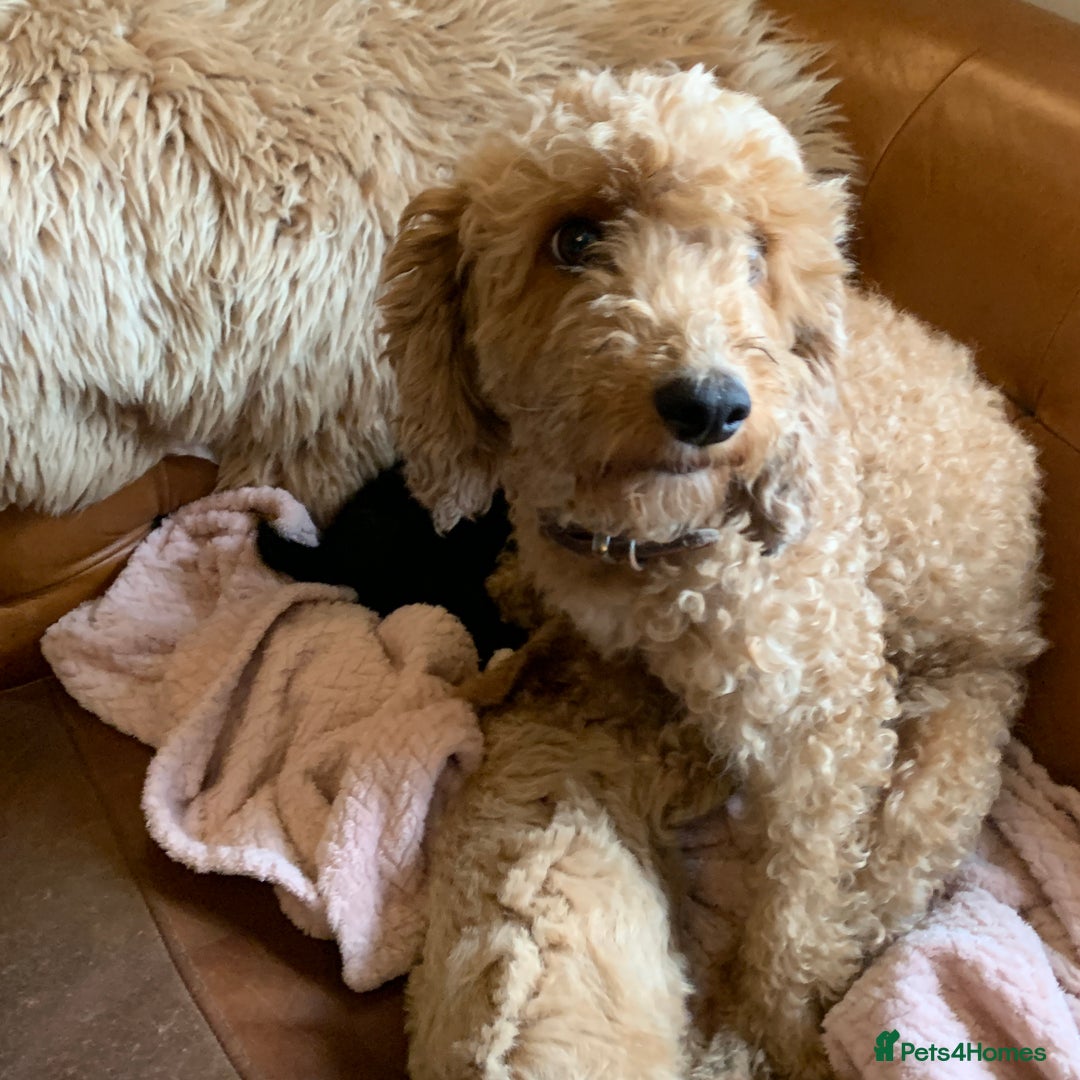 Cockapoo dogs for sale: Cute as Buttons! Cockapoo Puppies for Sale - Image 10