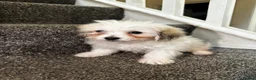 Maltipoo dogs for sale: 7 precious puppies looking for their forever homes - Advert 18
