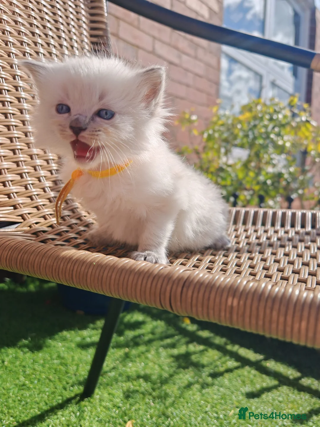 Ragdoll cats for sale: Ragdoll kittens ready 2nd may - Advert 1