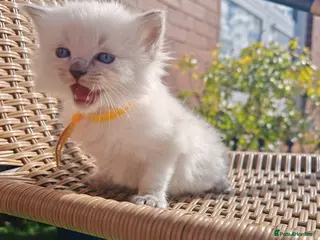 Ragdoll cats Ragdoll kittens ready 2nd may - Advert 6