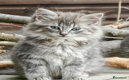 British Shorthair cats for sale: British Shorthair x - Image 3