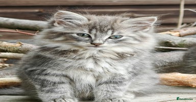 British Shorthair cats - Advert 14