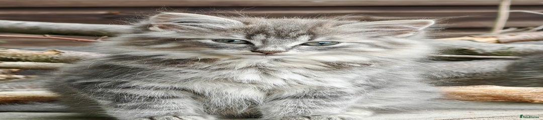 British Shorthair Kitten 3