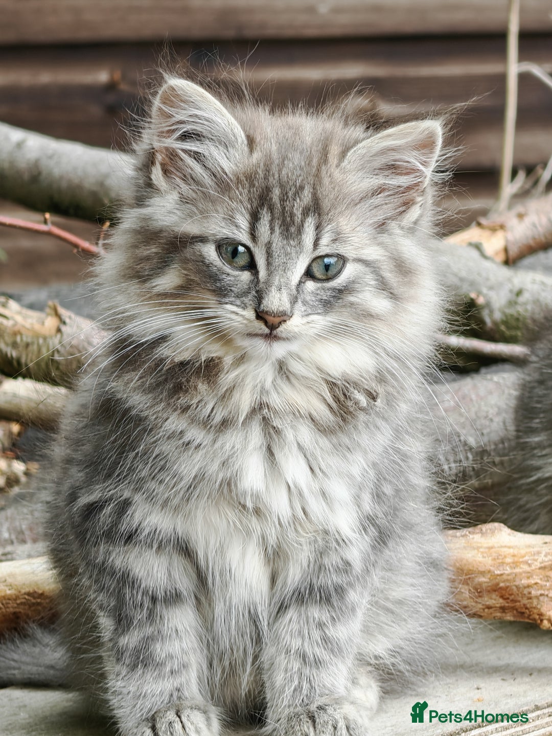 British Shorthair cats for sale: British Shorthair x - Image 3