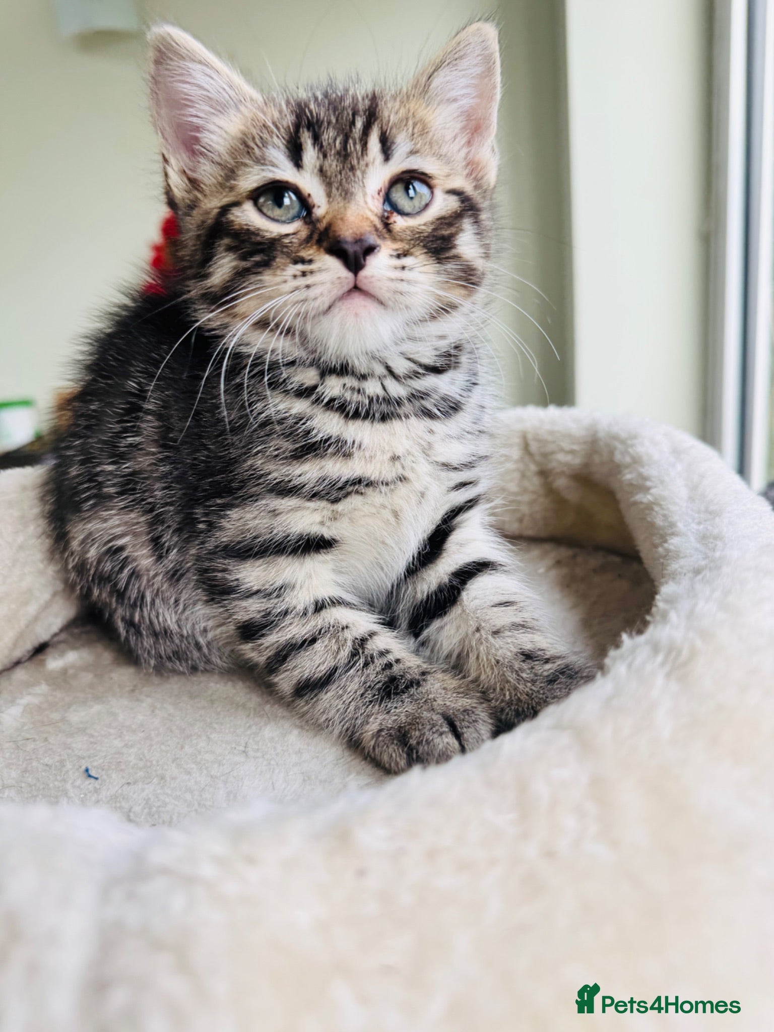 Mixed Breed cats A Beautiful Kitten Looking for Loving Homes - Advert 1
