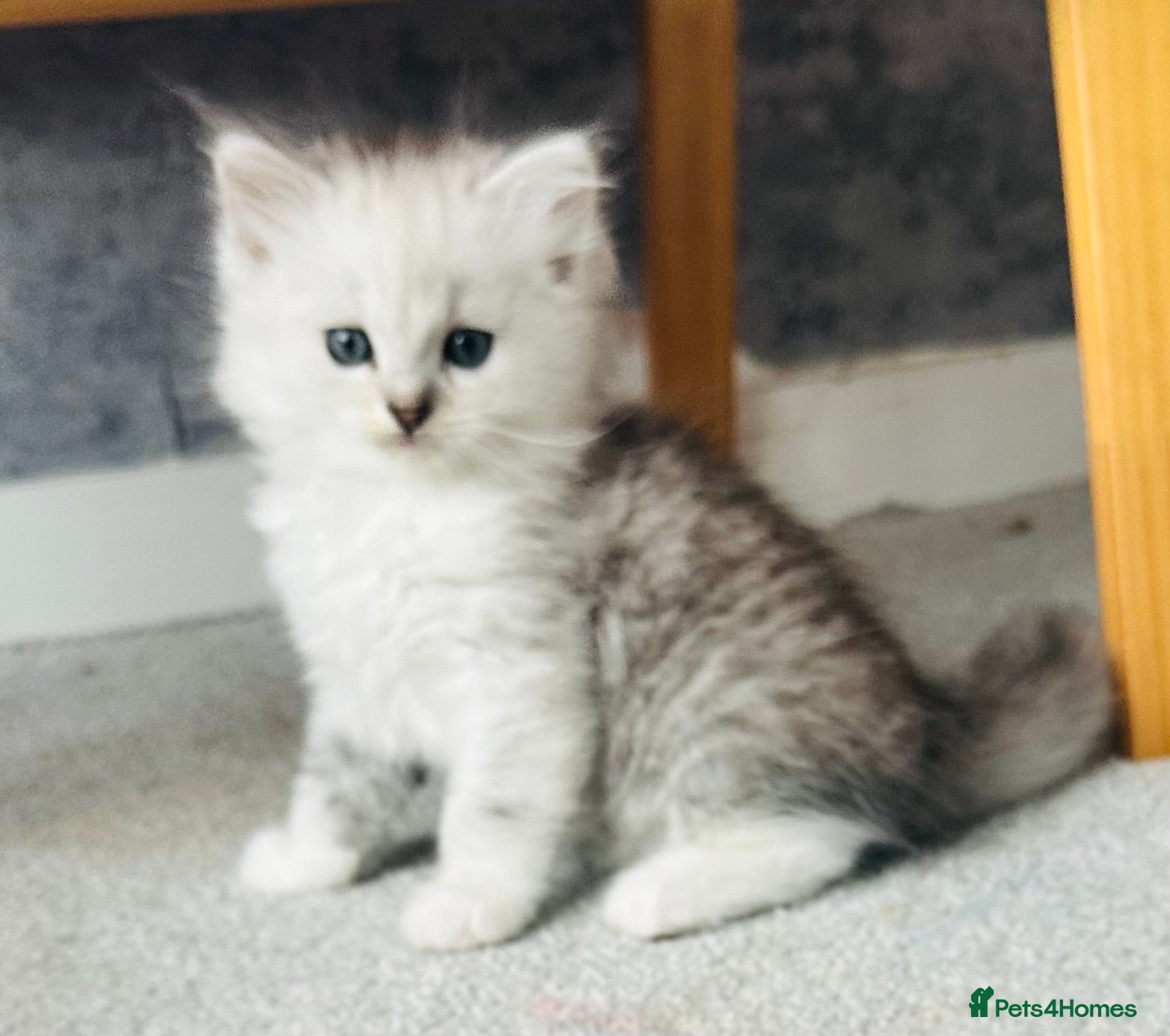 Persian cats Silver tipped Persian chinchilla  - Advert 11