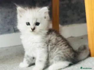 Persian cats Silver tipped Persian chinchilla - Advert 11