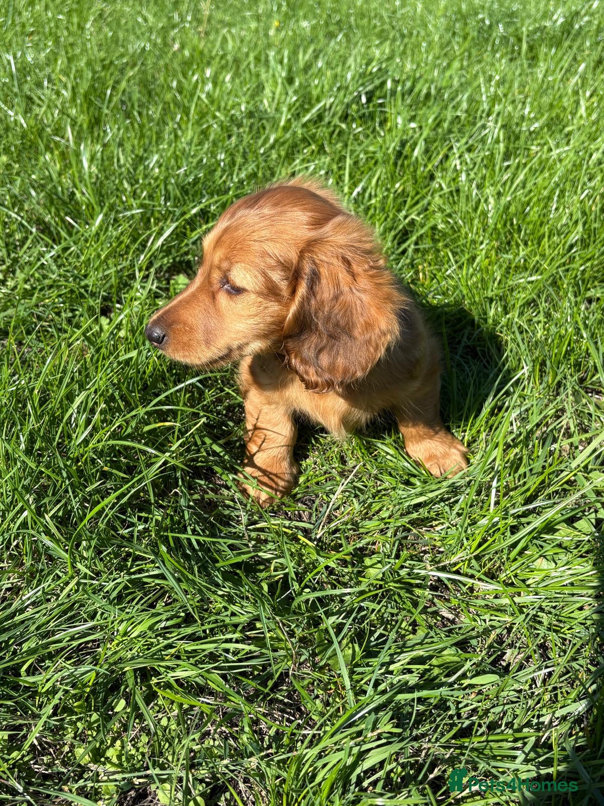 Dachshund dogs KC Reg, Champion Bloodline, Female Mini Dachshund - Advert 1