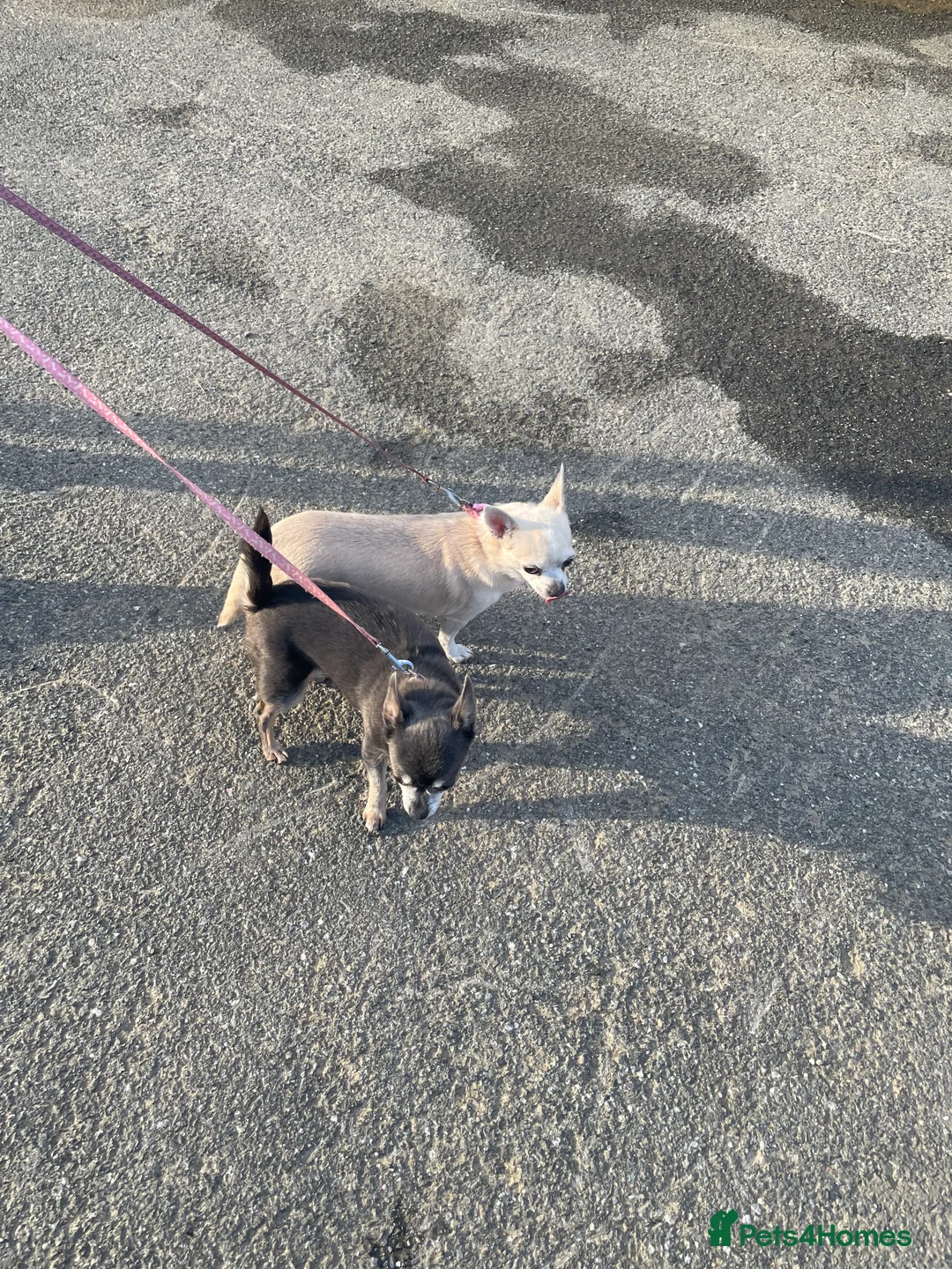 Chihuahua dogs for sale: Two Chihuahua Females  - Advert 6