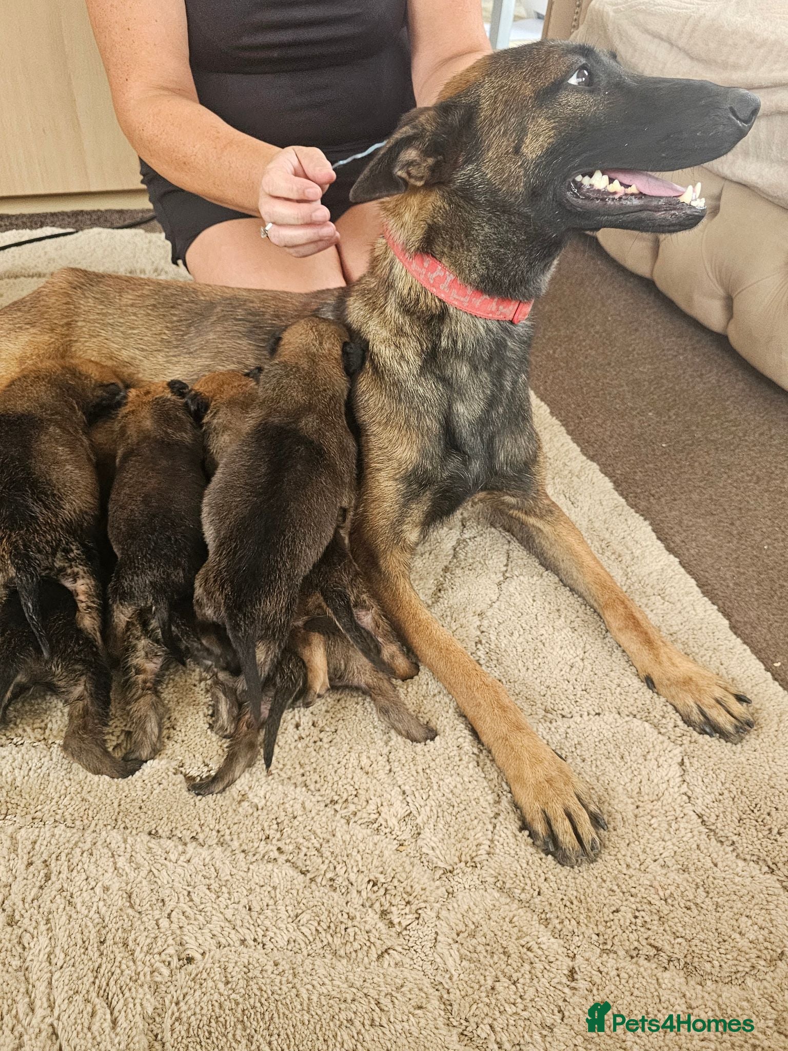 Belgian Shepherd Dog dogs Outstanding Belgium malinois puppies  - Advert 1