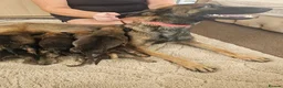 Belgian Shepherd Dog dogs for sale: Outstanding Belgium malinois puppies  - Advert 1