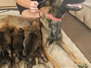 Belgian Shepherd Dog dogs Outstanding Belgium malinois puppies - Advert 3
