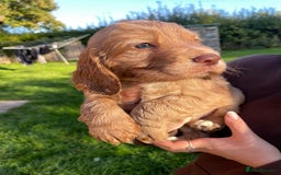 Cocker Spaniel dogs for sale: KC registered cocker spaniel pups for sale  - Image 11