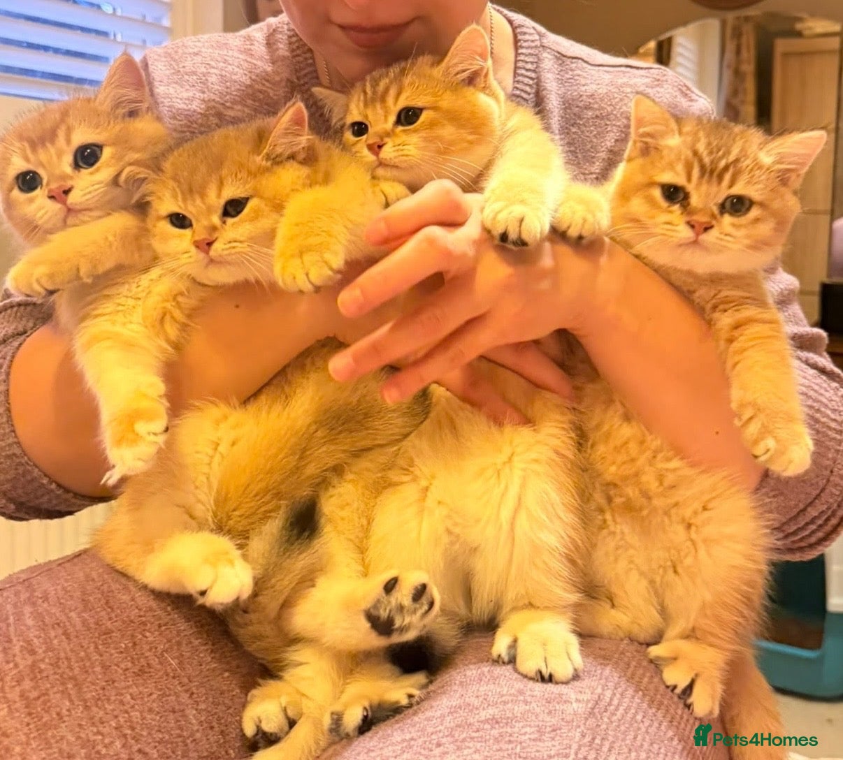 British Shorthair cats Ready now - GOLDEN BRITISH SHORTHAIR BOYS ✨ - Advert 14