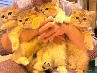 British Shorthair cats Ready now - GOLDEN BRITISH SHORTHAIR BOYS ✨ - Advert 14