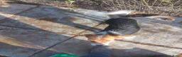 Jack Russell dogs for sale: Farmer pet jack Russell  - Advert 1