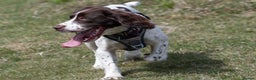 English Springer Spaniel dogs for sale: KC English Springer Spaniel Puppies - Advert 10