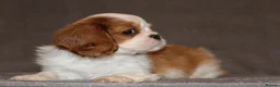 Cavalier King Charles Spaniel dogs for sale: Heart and health tested, KC registered. - Advert 7