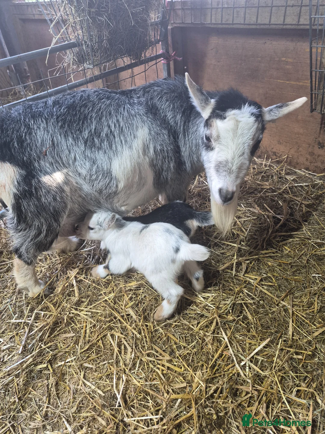 Goats livestock for sale: Pygmy goat wether twins - Advert 8