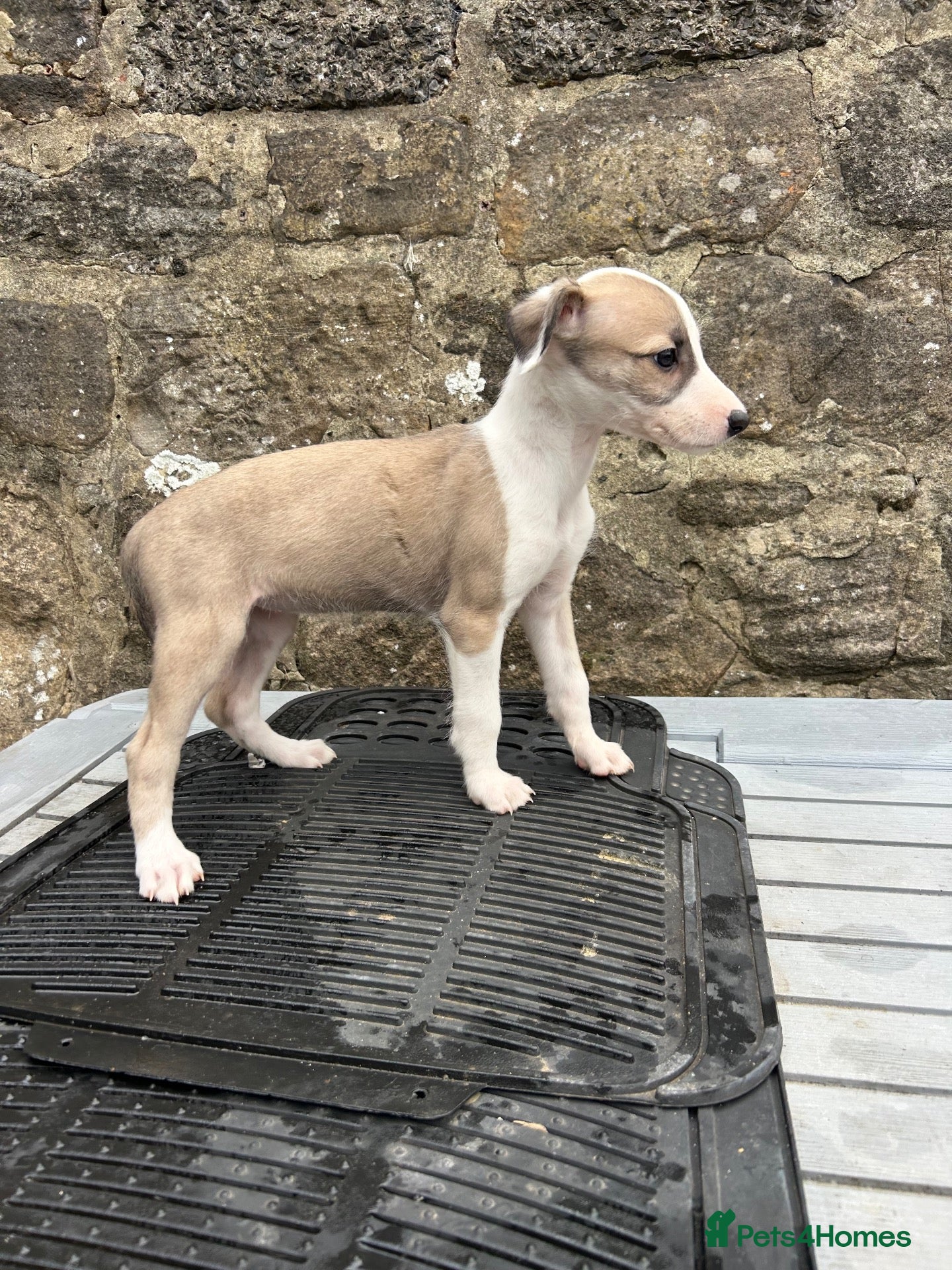 Lurcher dogs Bedlington whippet lurcher pups - Advert 11