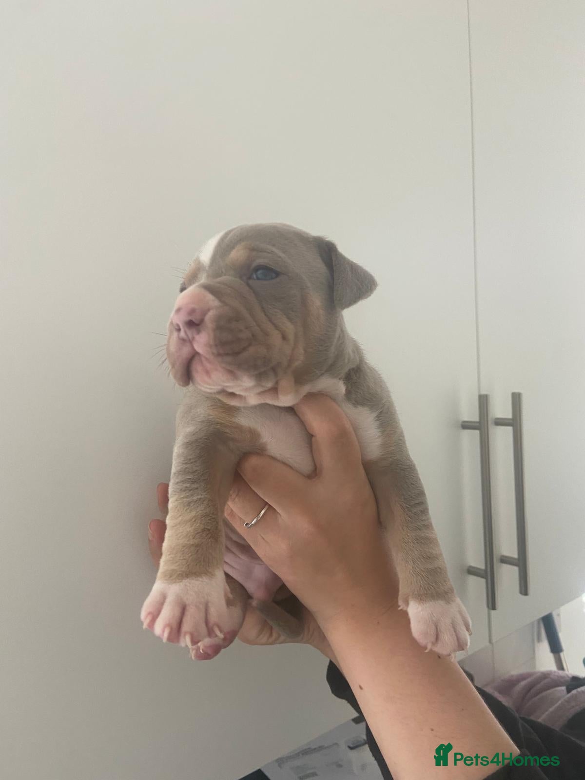 American Bully dogs American pocket bully  - Advert 16