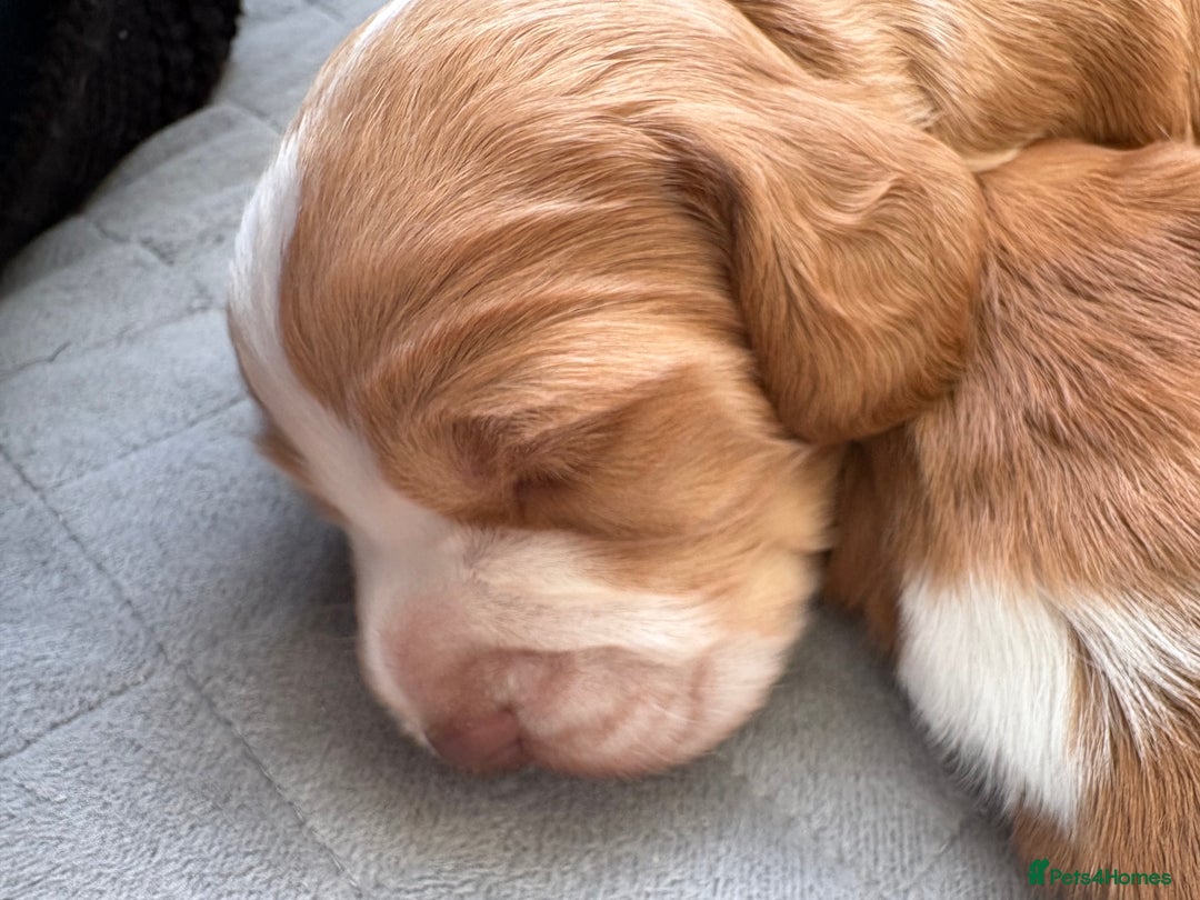 Cocker Spaniel dogs for sale: Cocker Spaniel Puppies  - Image 26