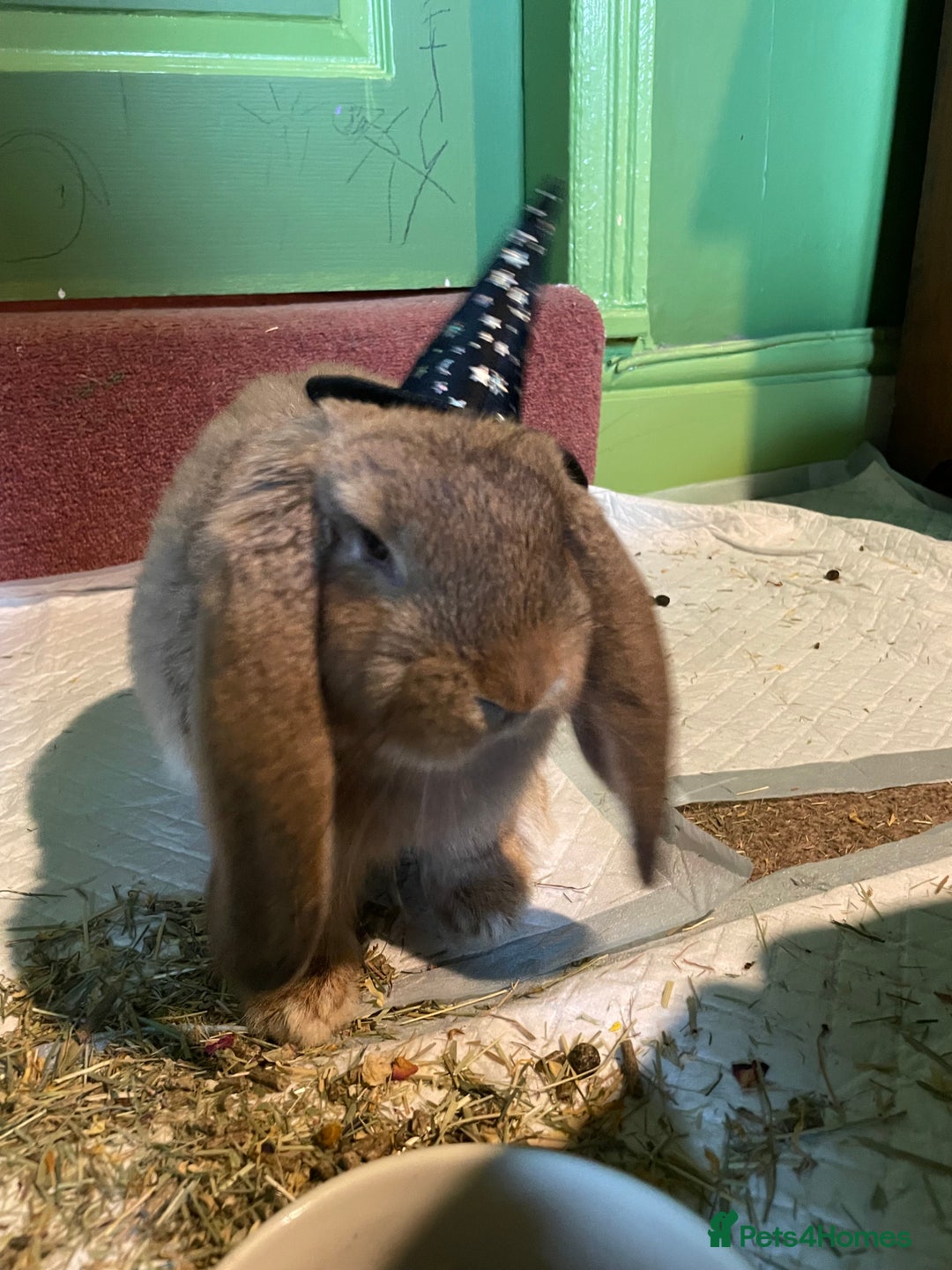 French Lop rabbits for sale: French Lop female 5 months old  - Advert 5