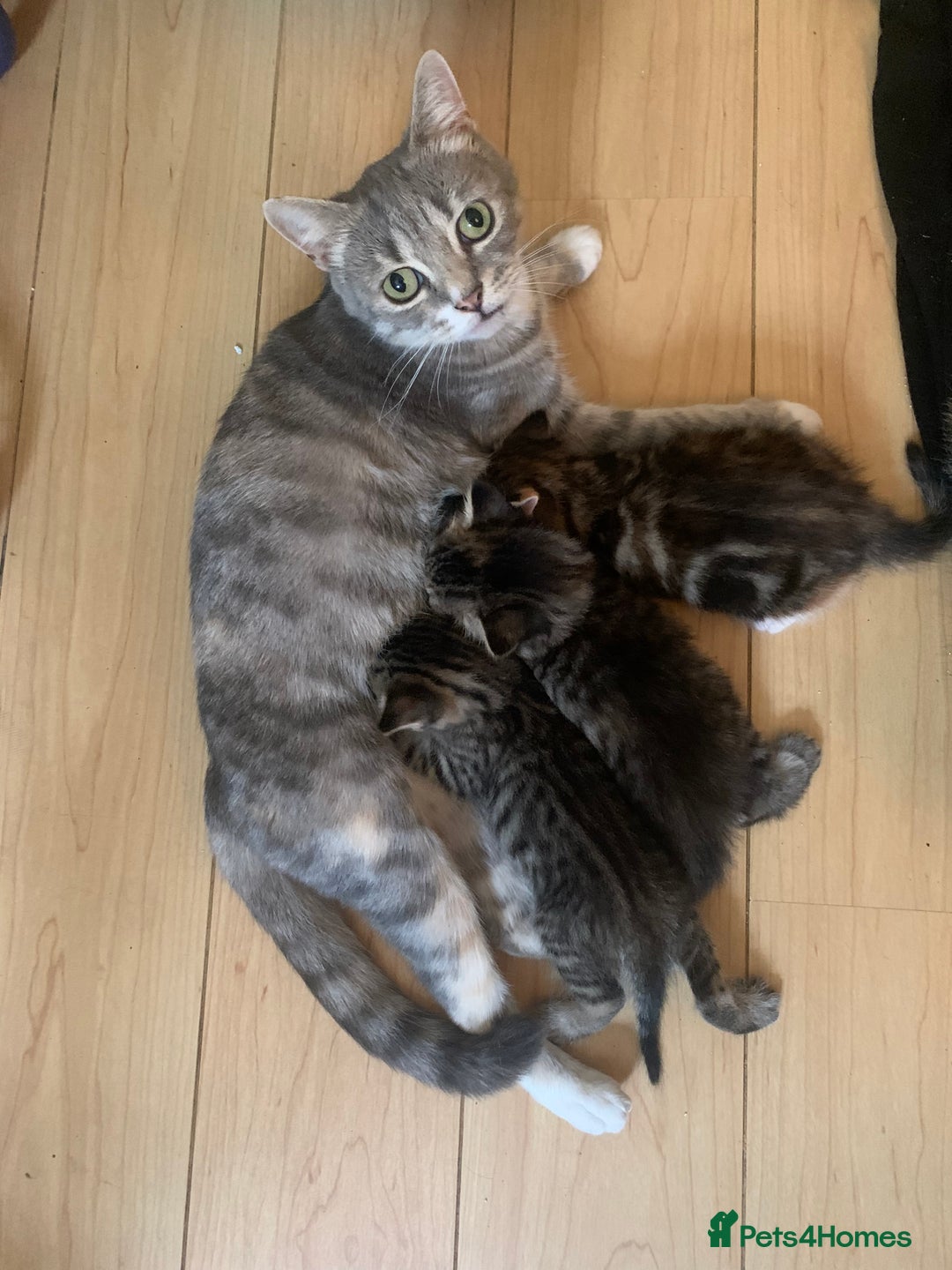 Mixed Breed cats for sale: Two gorgeous kittens for sale. - Image 14
