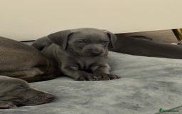 Weimaraner dogs for sale: 🐾 KC Weimaraners, ready now 🐾  - Advert 10