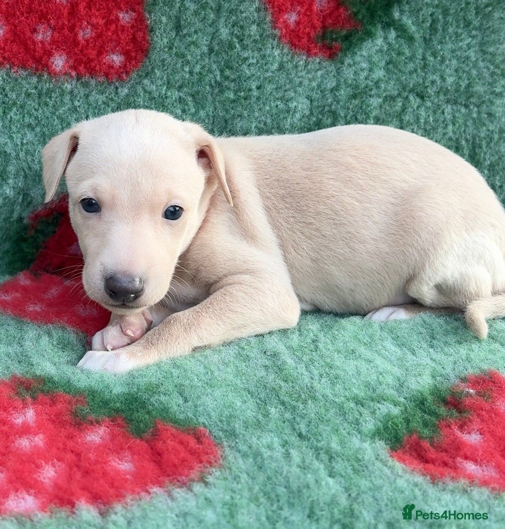 Italian Greyhound dogs Exceptionally Well-Bred Italian Greyhound Puppies - Advert 9