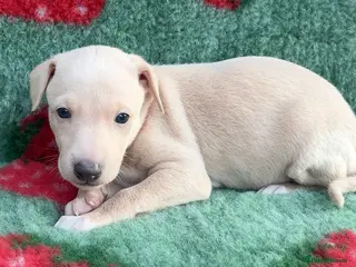 Italian Greyhound dogs Exceptionally Well-Bred Italian Greyhound Puppies - Advert 9