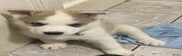 Siberian Husky dogs for sale: Magnificent Pure Siberia Husky Puppies  - Advert 8