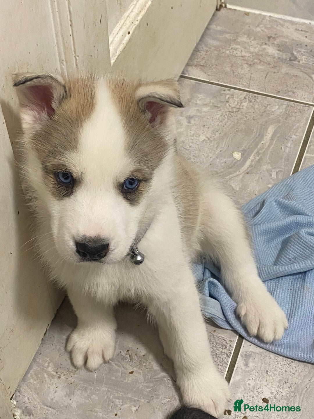 Siberian Husky dogs for sale: Magnificent Pure Siberia Husky Puppies  - Advert 8