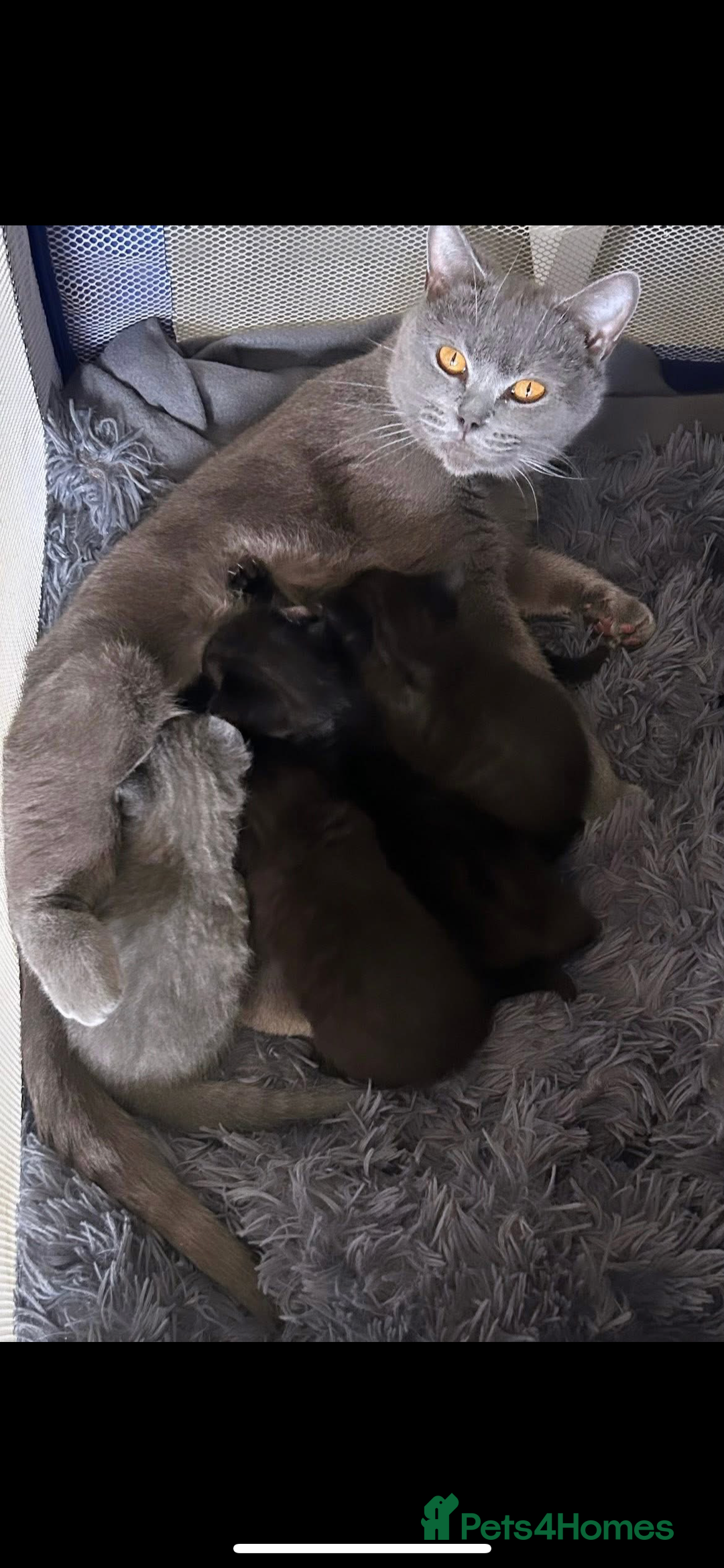 British Shorthair cats for sale:  British short hair kittens  - Image 1