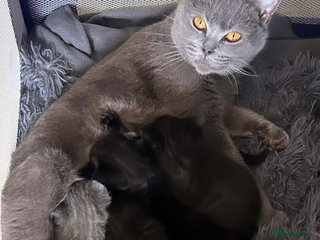 British Shorthair cats for sale - Advert 1