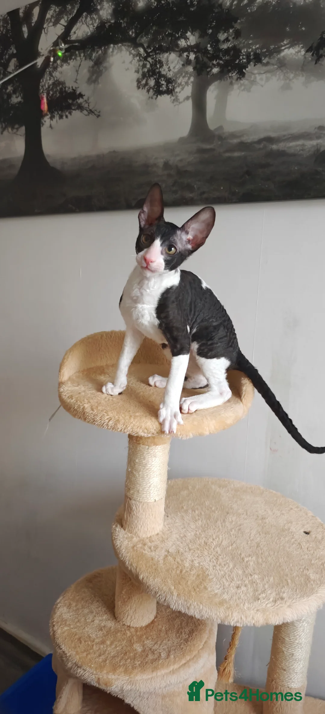 Cornish Rex cats for sale: Cornish Rex Kitten Ready for his new  home! - Advert 24