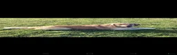 Golden Retriever dogs for sale: Stunning KC chunky show golden retriever puppies  - Advert 8