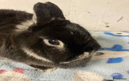 Mixed Breed rabbits for sale: Rabbit rescue  in Diss - Image 9