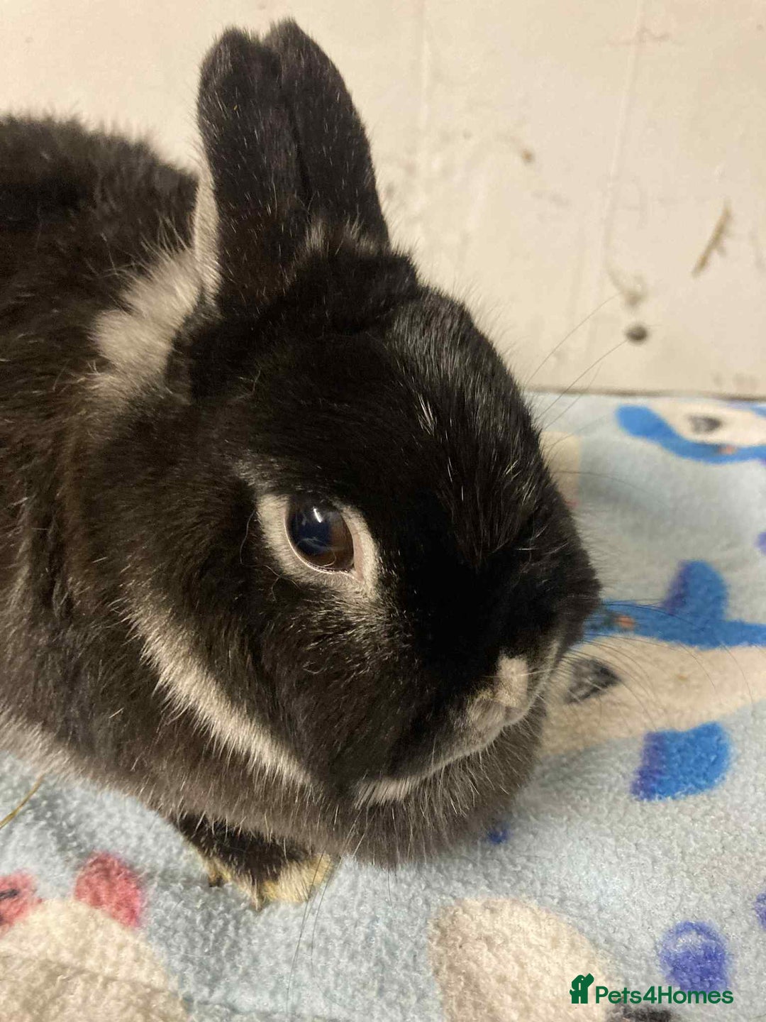 Mixed Breed rabbits for sale: Rabbit rescue  in Diss - Image 9