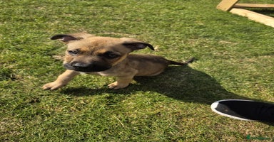 Mixed Breed dogs - Advert 1