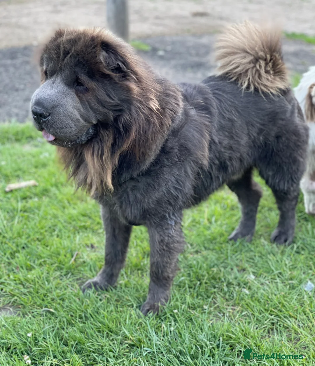 Shar Pei dogs for stud: BEST 🏆 Blue bear & chocolate & tan bear 🐻 in Hornchurch - Advert 13