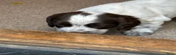 Sprocker dogs for sale: Sprocker Pups - Advert 8
