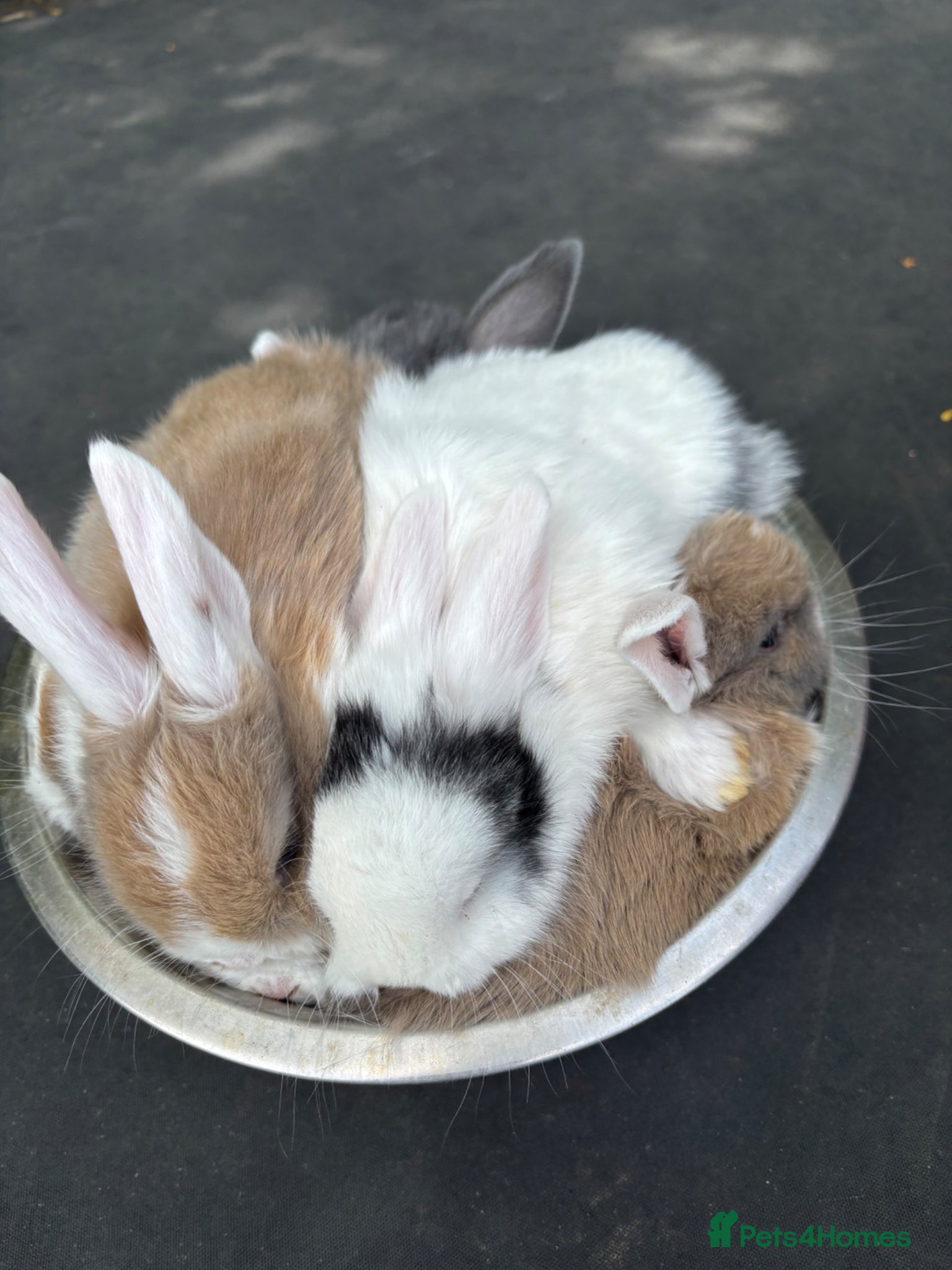 Mixed Breed rabbits Mini lops x Netherland dwarfs  - Advert 7