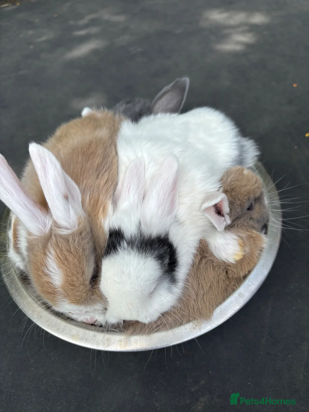 Mixed Breed rabbits for sale: Mini lops x Netherland dwarfs  in Haverfordwest - Advert 1
