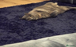 British Shorthair cats for sale: Bella - Image 2