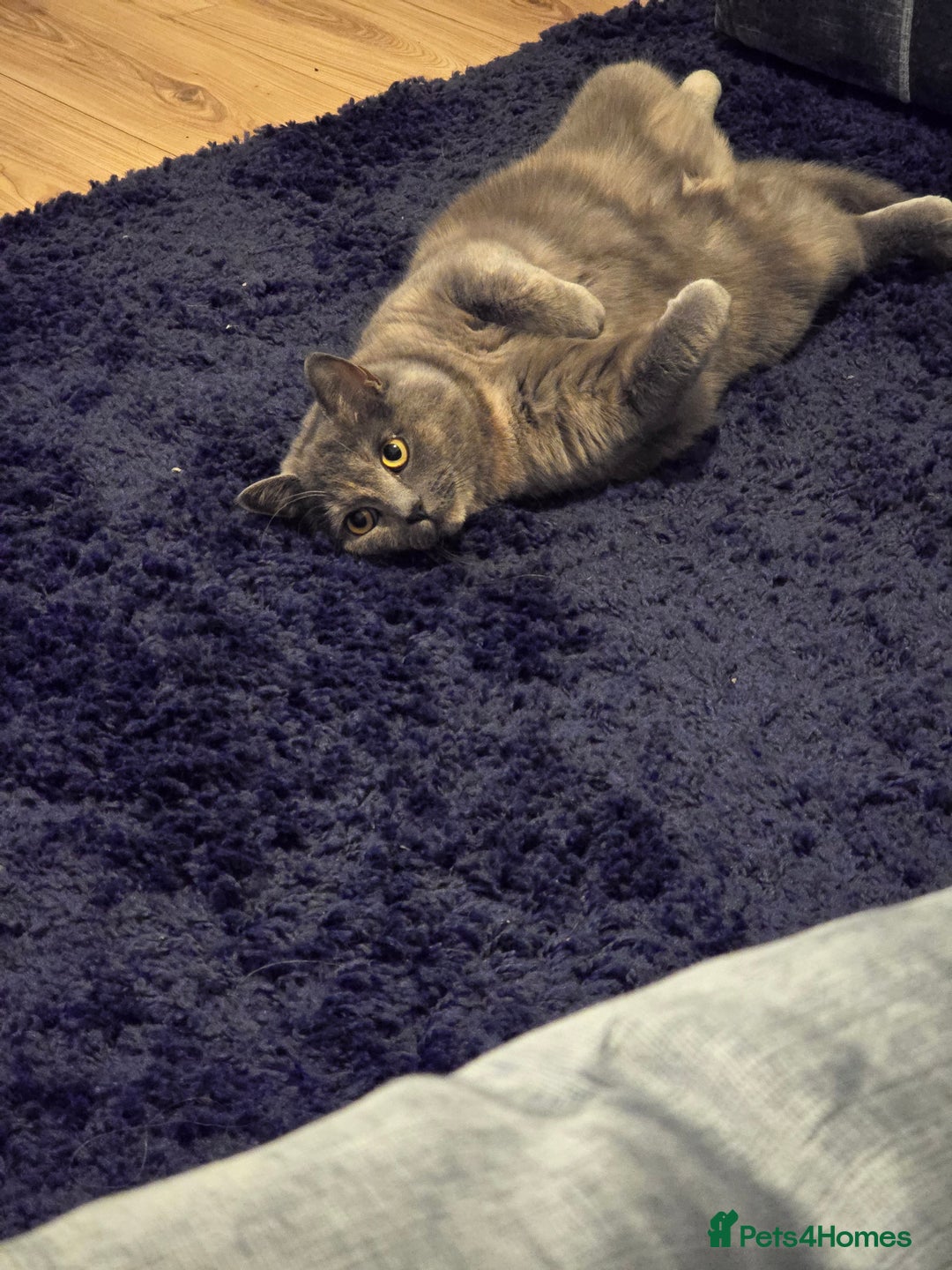 British Shorthair cats for sale: Bella - Image 2